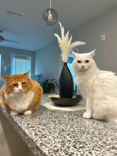 Xena and Tobit on the counter.