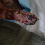 Daisee's injured paw