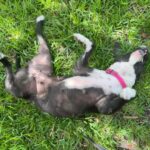 Tasha rolling in the grass.