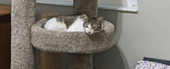 Penelope laying on a bed in the cat tree.