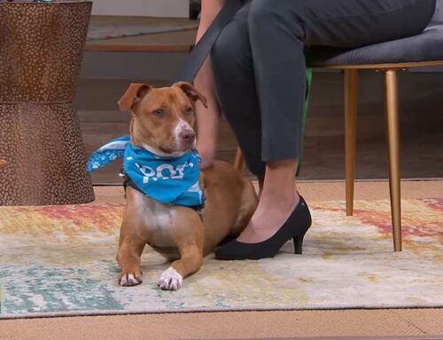 Executive Director Michal Anne Vander Woude and Satchel’s adoptable dog, Zipper, appear on WFLA’s “Daytime” on March 6th, 2024.