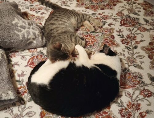 Happy Landings for Jack and Calypso
