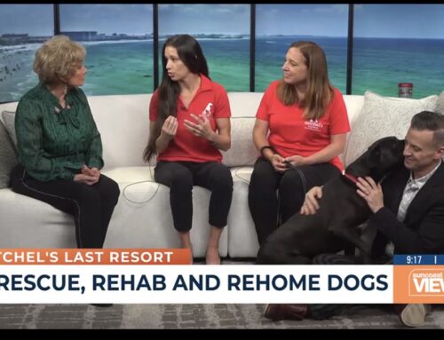 April 30, 2025: National Adopt-A-Pet Day @ Suncoast View/ABC7