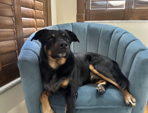 Congratulations to Ralphie!